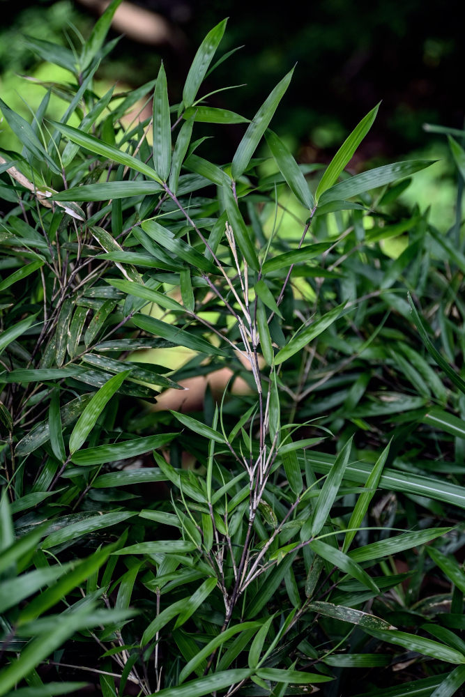 Изображение особи Phyllostachys nigra.