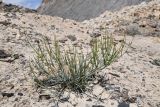 genus Ephedra. Молодое вегетирующее растение. Таджикистан, Горно-Бадахшанская автономная обл., Рушанский р-н, хр. Музкол, Сарезское оз., Усойский завал, скопление мелкозёма среди крупноглыбового обломочного материала. 28 июня 2024 г.