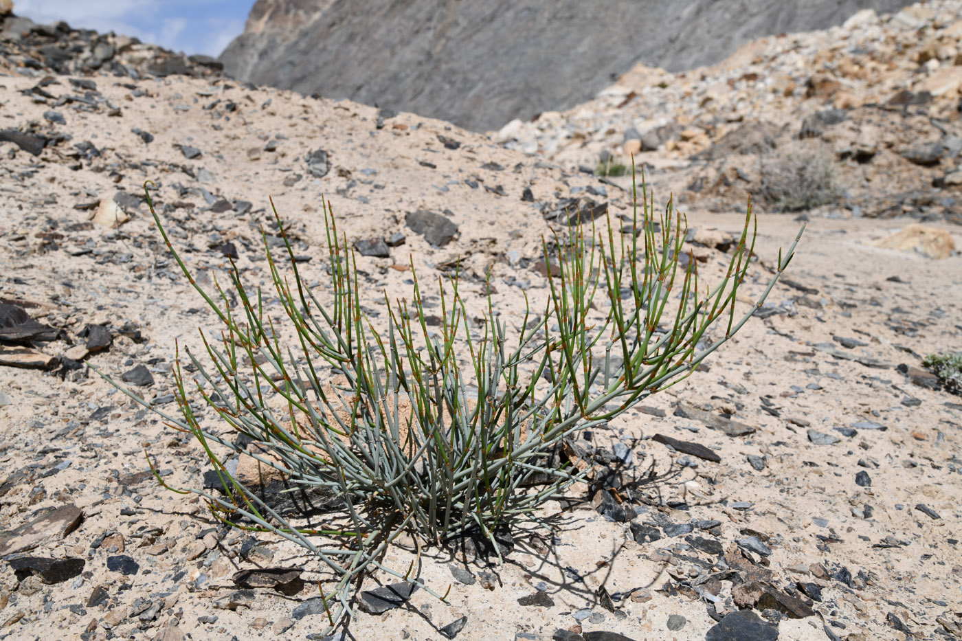 Image of genus Ephedra specimen.