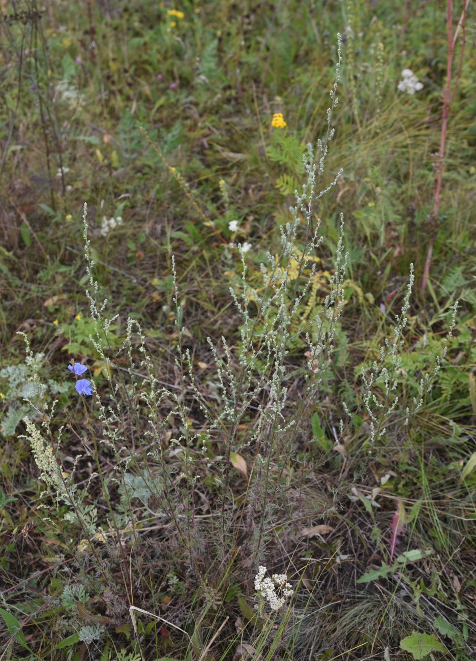 Image of Artemisia campestris specimen.