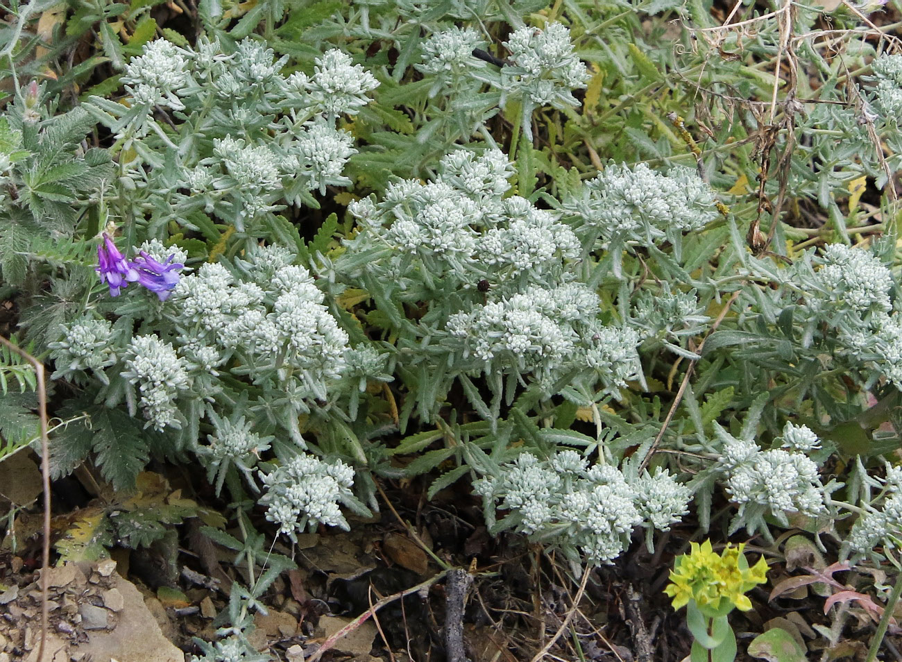 Изображение особи Teucrium capitatum.