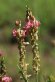 Onobrychis arenaria. Соцветие. Ленинградская обл., Лужский р-н, ж.-д. ст. Толмачёво, полоса отчуждения у пассажирской платформы, луг. 13.06.2024.