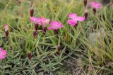 Dianthus oschtenicus