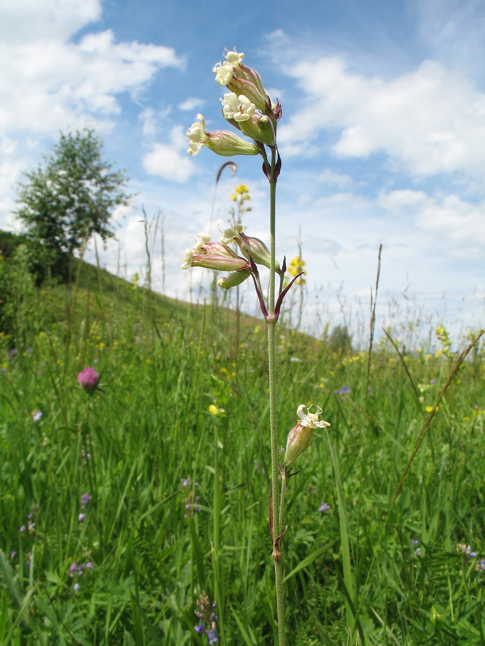 Image of Silene amoena specimen.