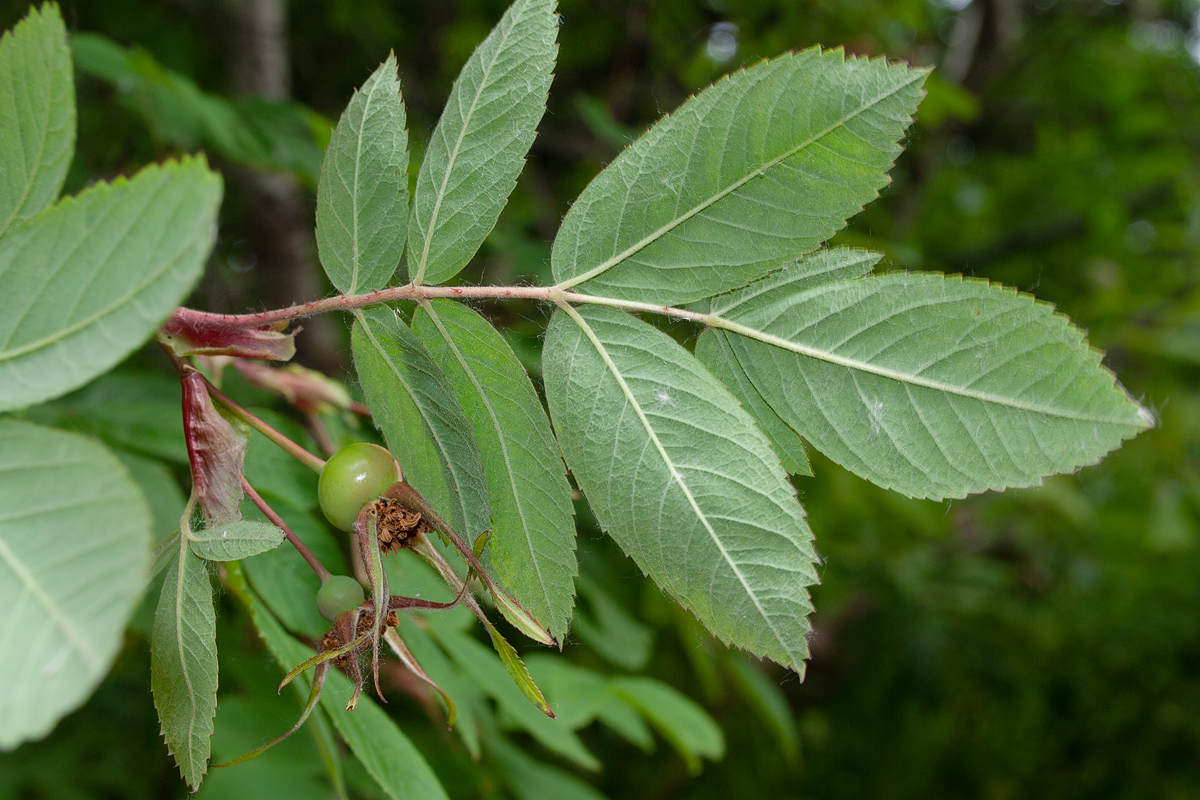 Image of Rosa amblyotis specimen.