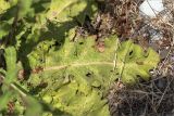 Verbascum sinuatum