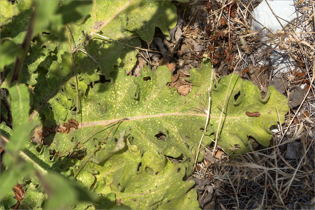 Image of genus Verbascum specimen.