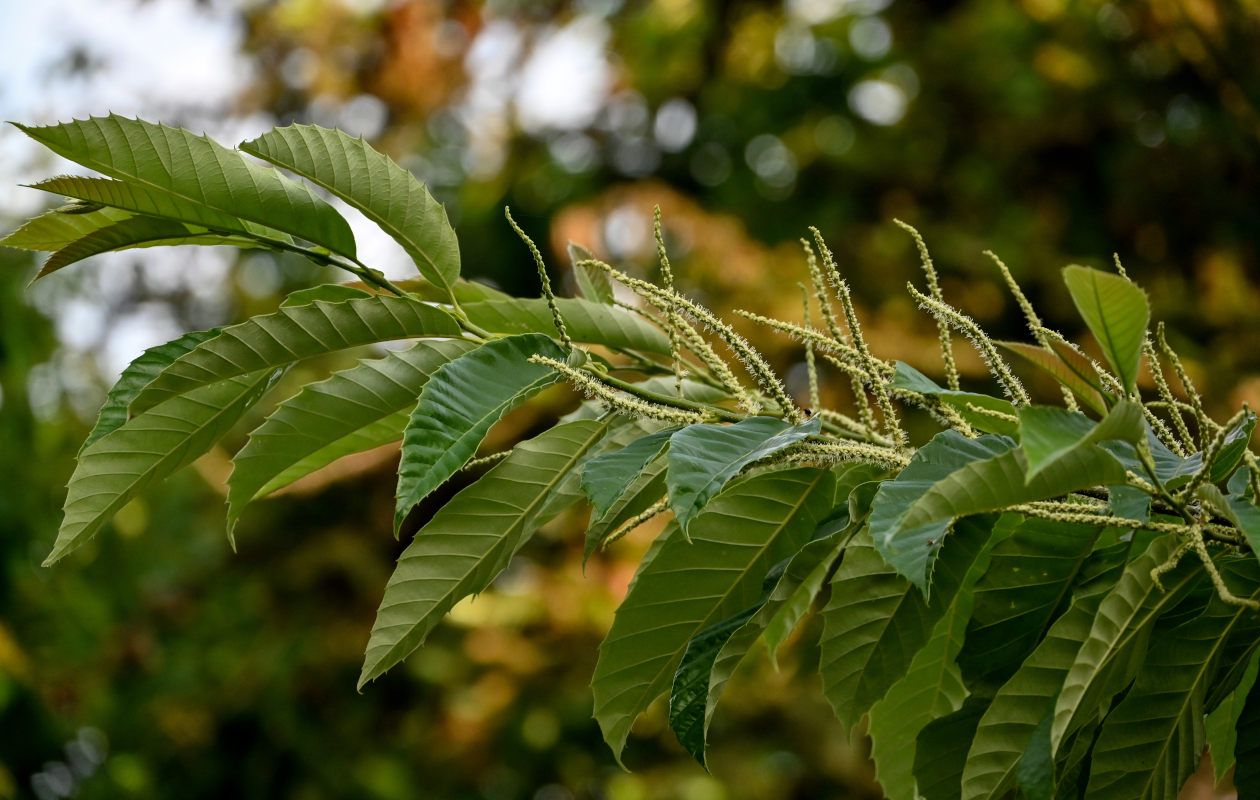 Image of Castanea mollissima specimen.