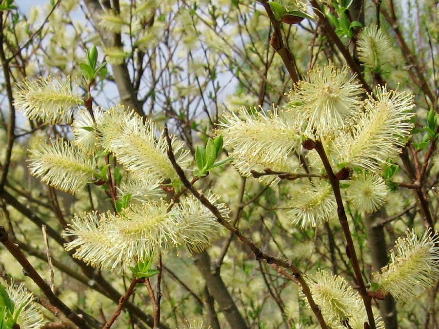 Image of Salix myrsinifolia specimen.