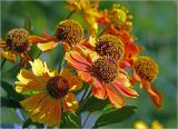 Helenium autumnale. Соцветия. Московская обл., Раменский р-н, окр. дер. Хрипань, садовый участок. 25.08.2024.