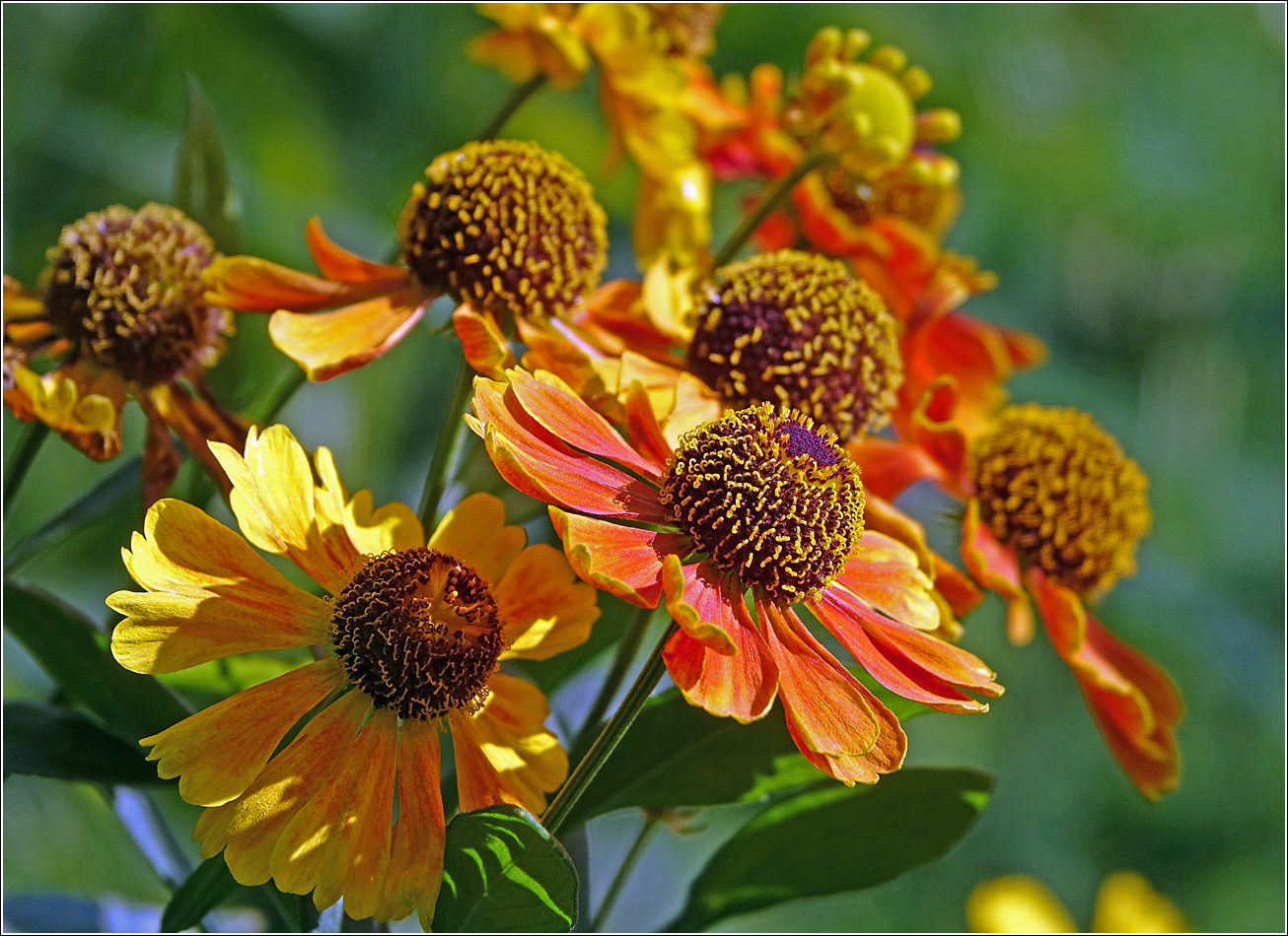 Image of Helenium autumnale specimen.