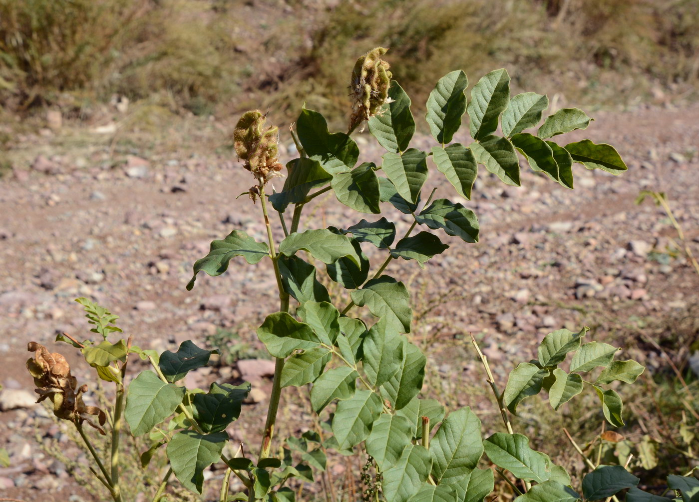 Image of genus Glycyrrhiza specimen.