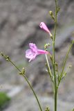 Incarvillea olgae