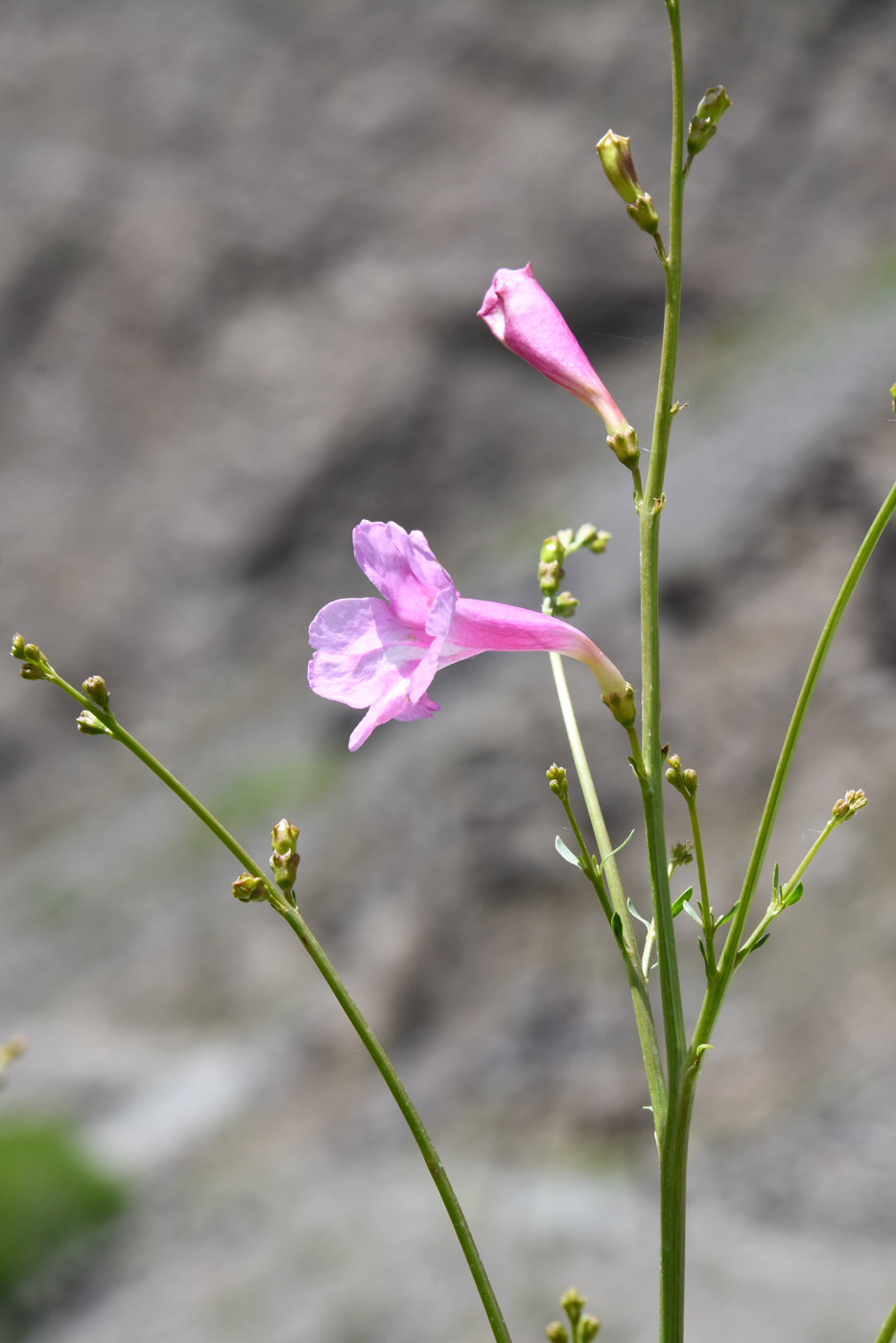 Изображение особи Incarvillea olgae.