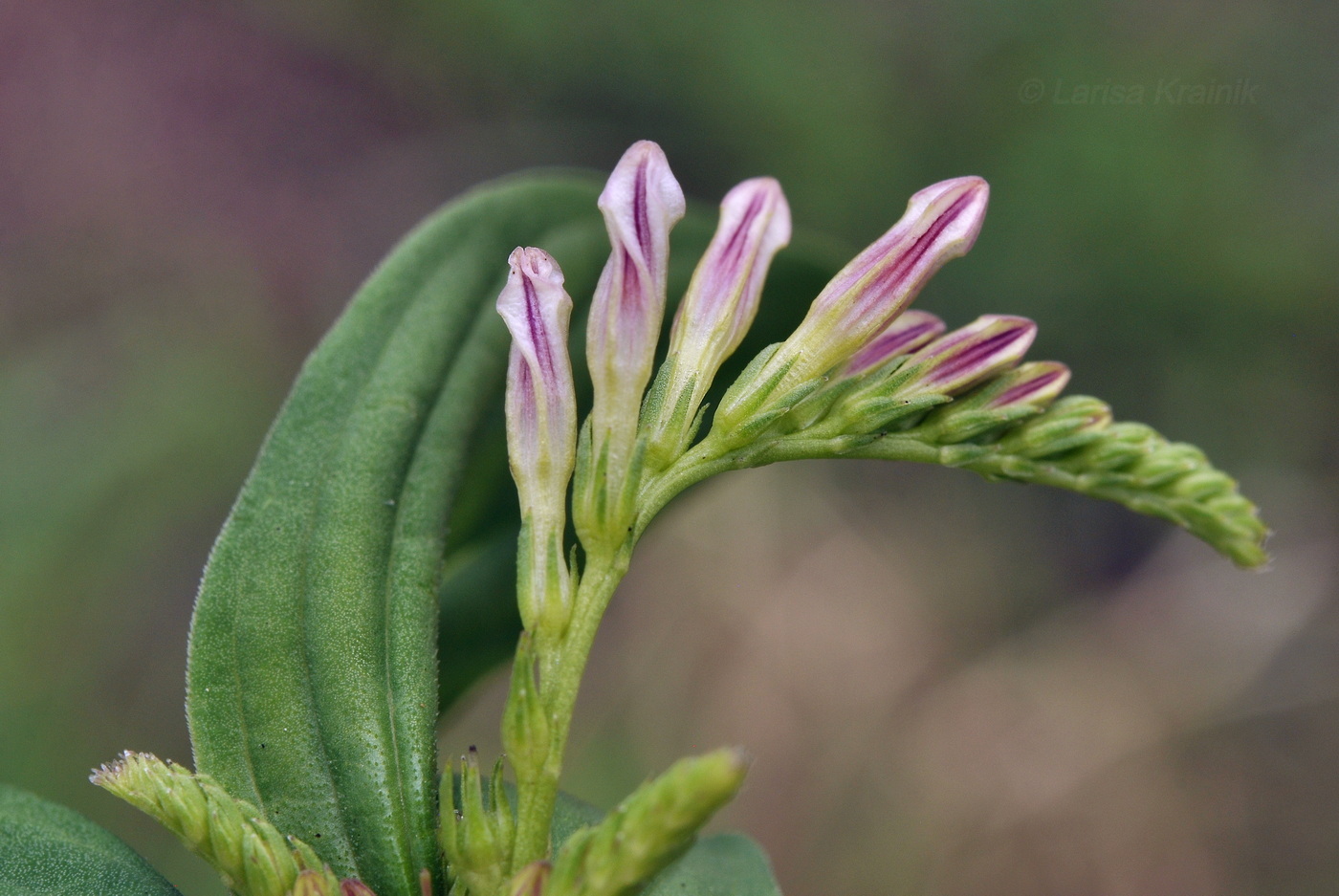 Image of genus Spigelia specimen.