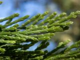 Sequoiadendron giganteum. Верхушки побегов. Крым, Южный Берег, городской округ Ялта, Массандровский парк. 29.05.2024.