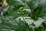 Actaea erythrocarpa. Незрелое соплодие. Вологодская обл., Кирилловский р-н, Ципина гора, смешанный лес. 12.07.2024.