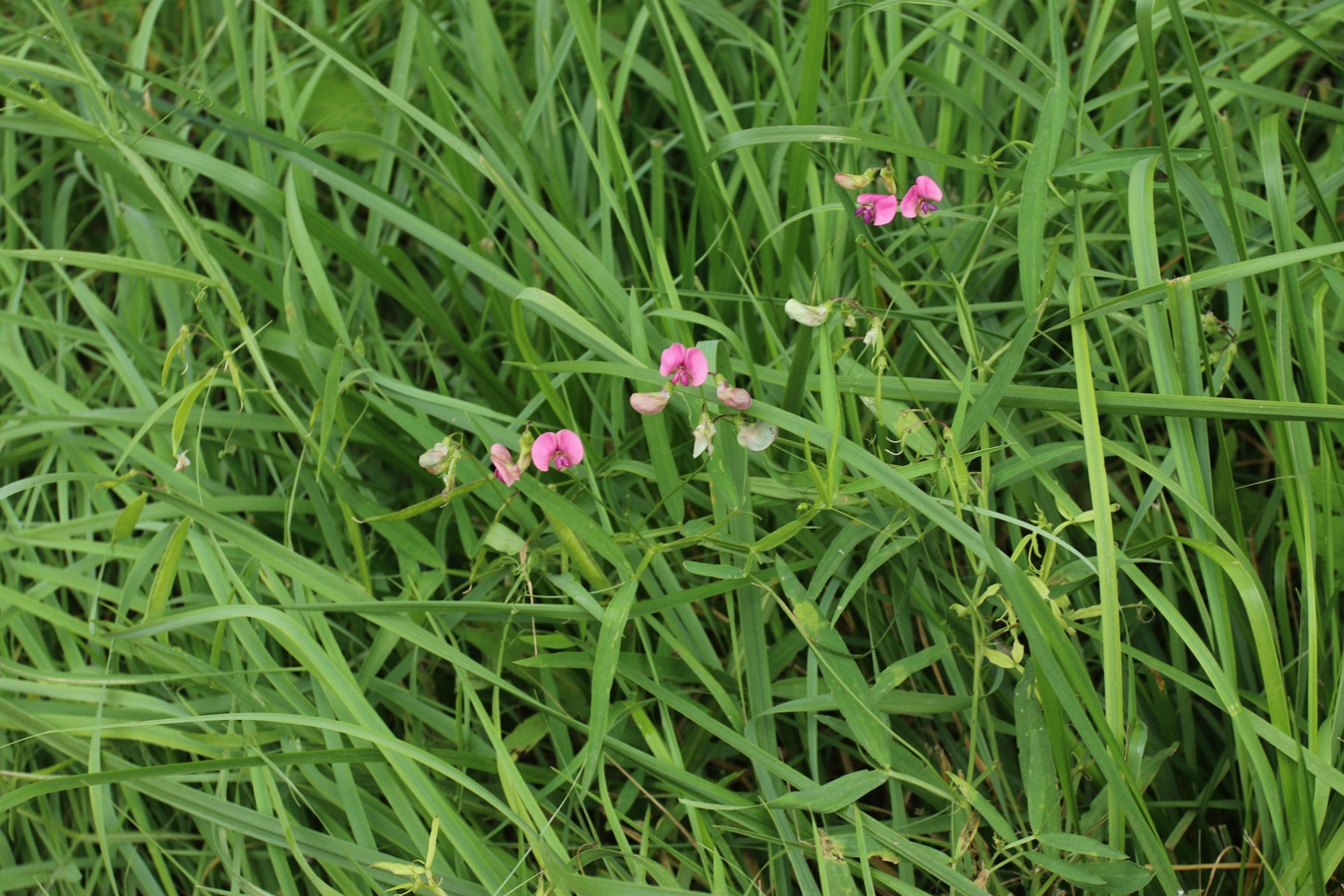 Изображение особи Lathyrus sylvestris.