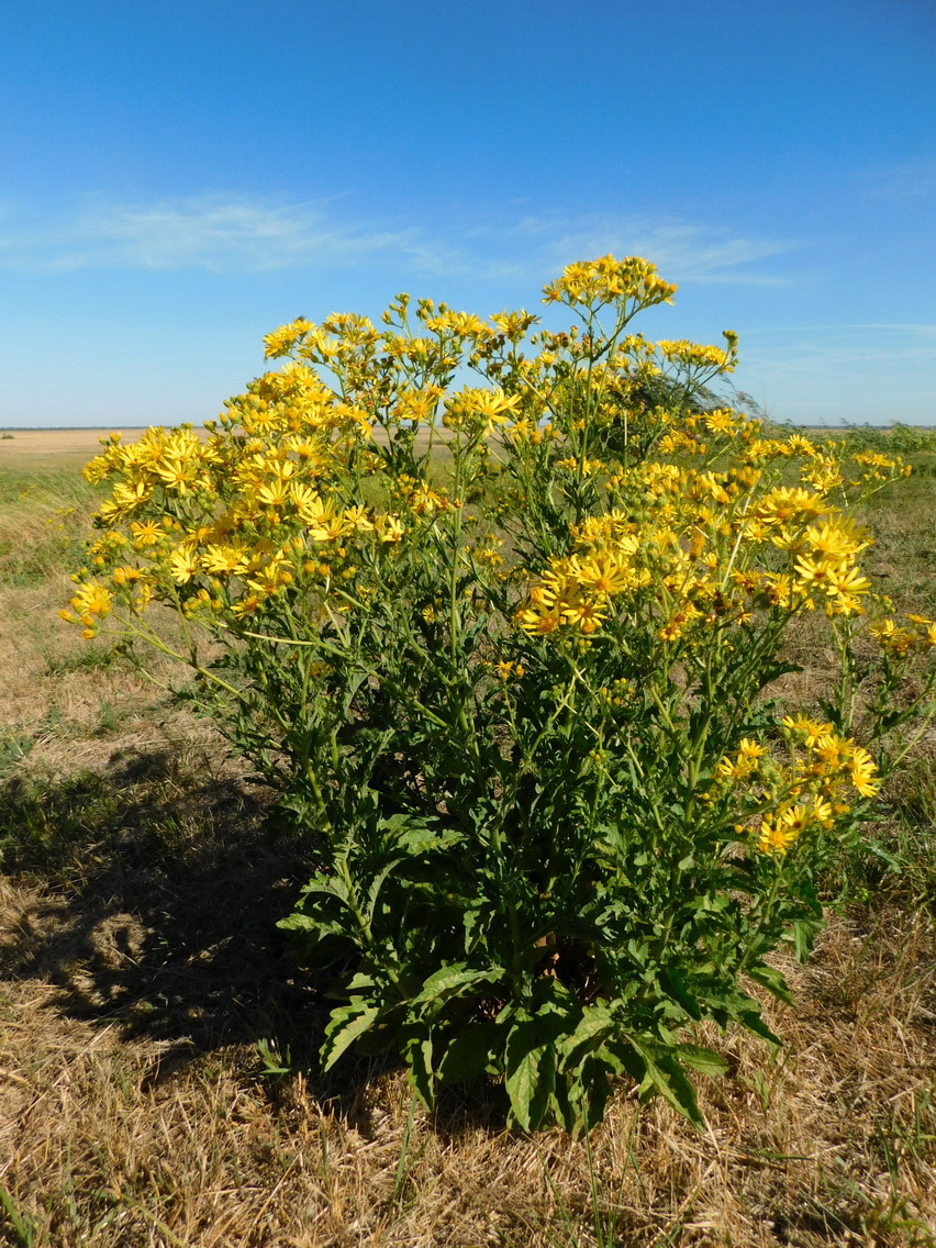 Image of Senecio grandidentatus specimen.