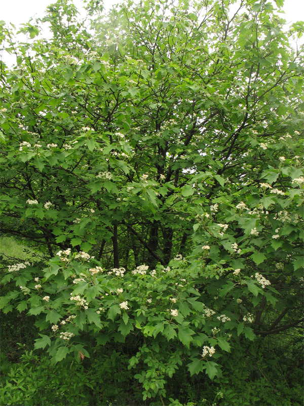 Image of Sorbus torminalis specimen.