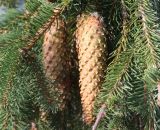 Picea abies