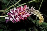 Pueraria lobata