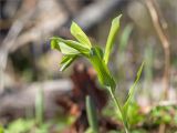 Смотреть изображение Polygonatum multiflorum