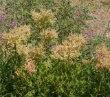 Смотреть изображение Aconogonon coriarium