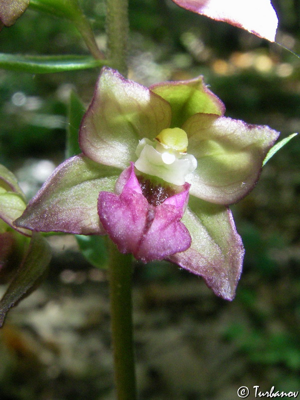 Изображение особи Epipactis helleborine.