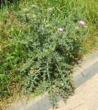 View full-size image Carduus acanthoides
