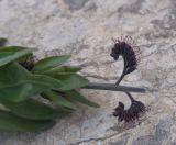 View full-size image Solenanthus stamineus