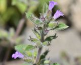 View full-size image Ziziphora graveolens