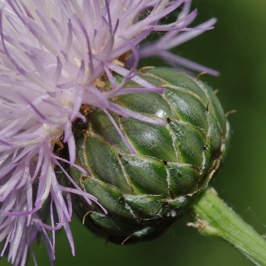 Image of Klasea tanaitica specimen.