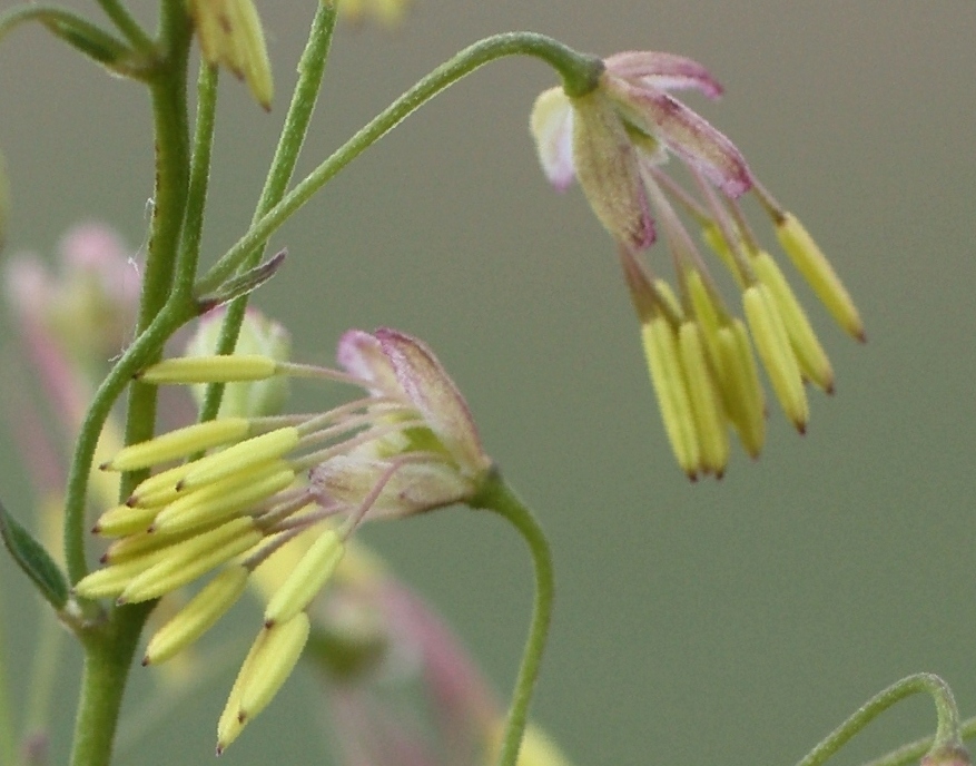 Изображение особи Thalictrum flexuosum.