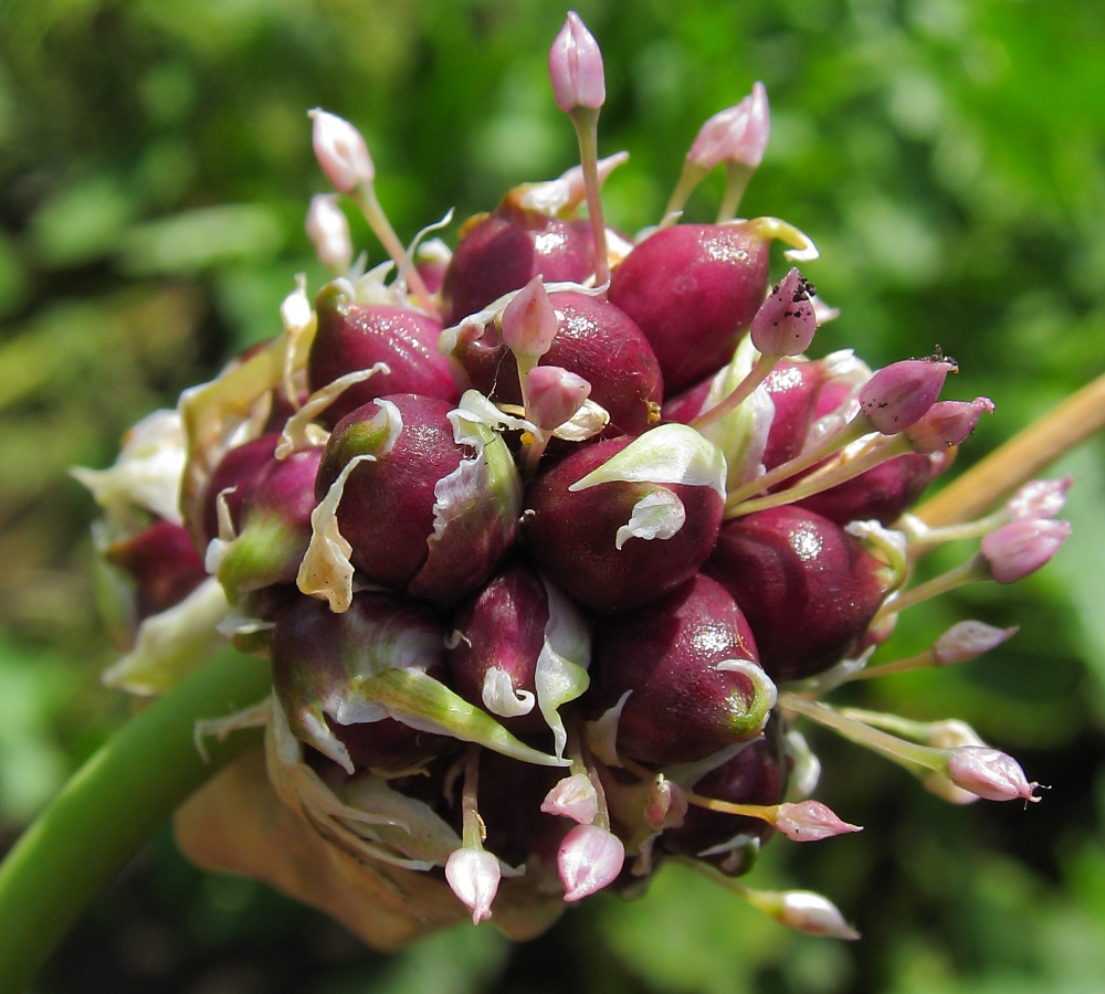 Image of Allium sativum specimen.