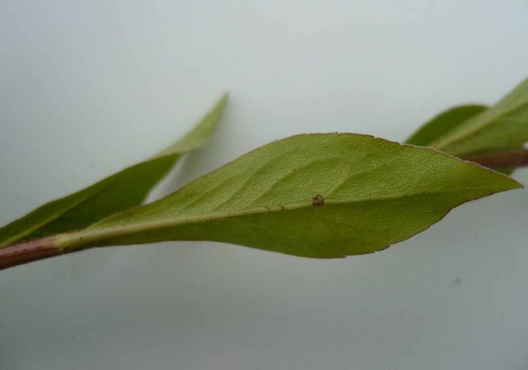 Image of Solidago virgaurea specimen.