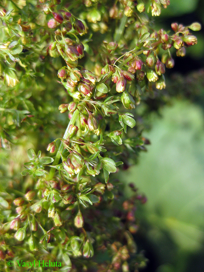 Image of Rumex alpinus specimen.