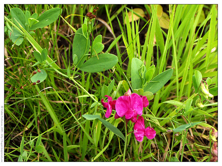 Image of Lathyrus tuberosus specimen.