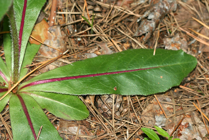 Изображение особи Trommsdorffia maculata.