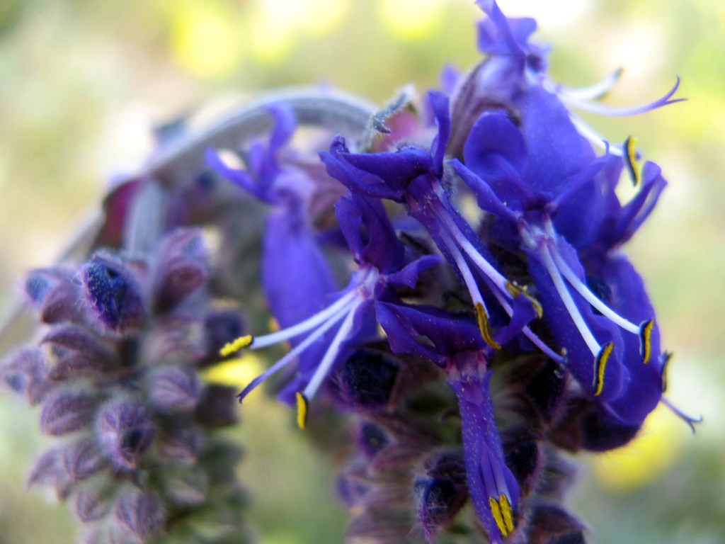 Image of Salvia nutans specimen.