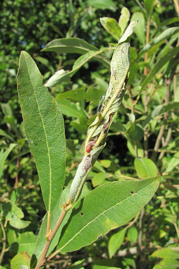 Image of Salix &times; laurina specimen.