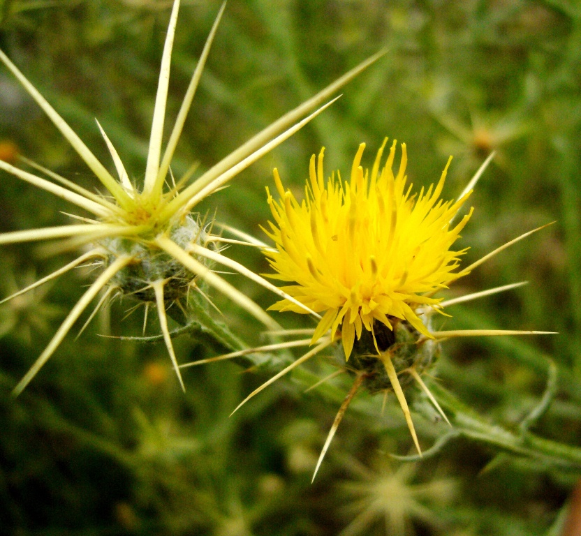 Image of Centaurea solstitialis specimen.