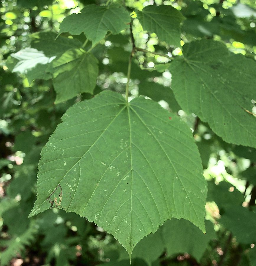 Image of Acer tegmentosum specimen.