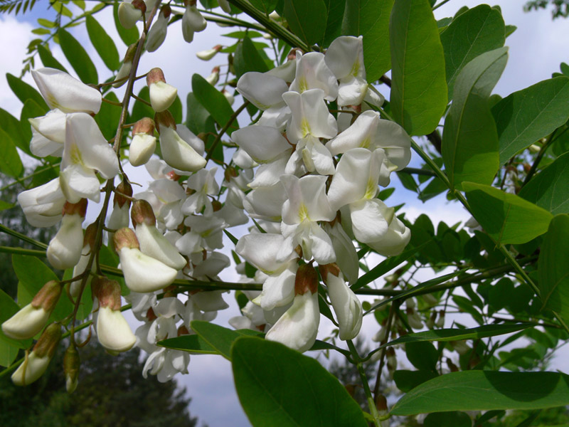 Image of Robinia pseudoacacia specimen.