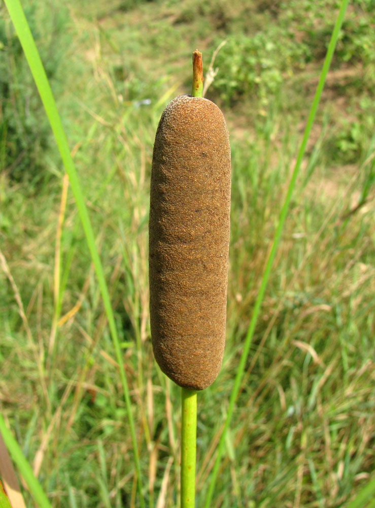 Image of Typha elatior specimen.