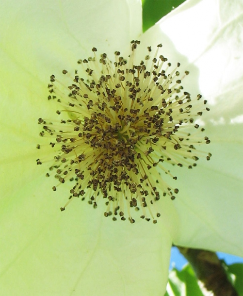 Image of Davidia involucrata specimen.