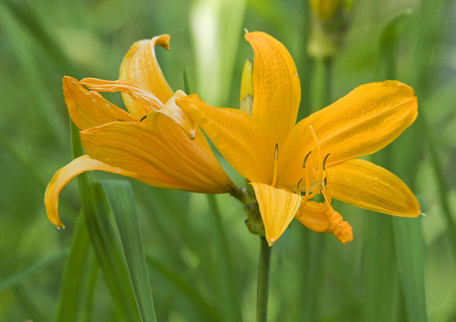 Image of Hemerocallis middendorffii specimen.