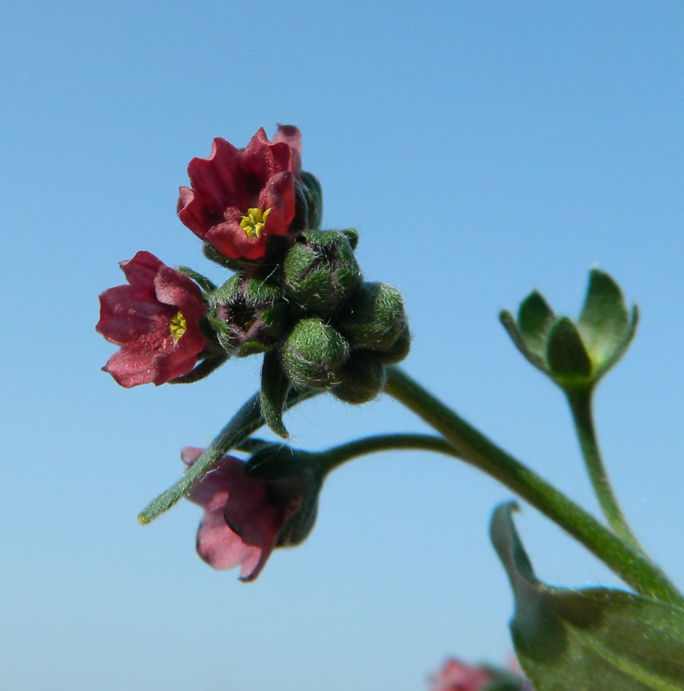 Image of Cynoglossum officinale specimen.