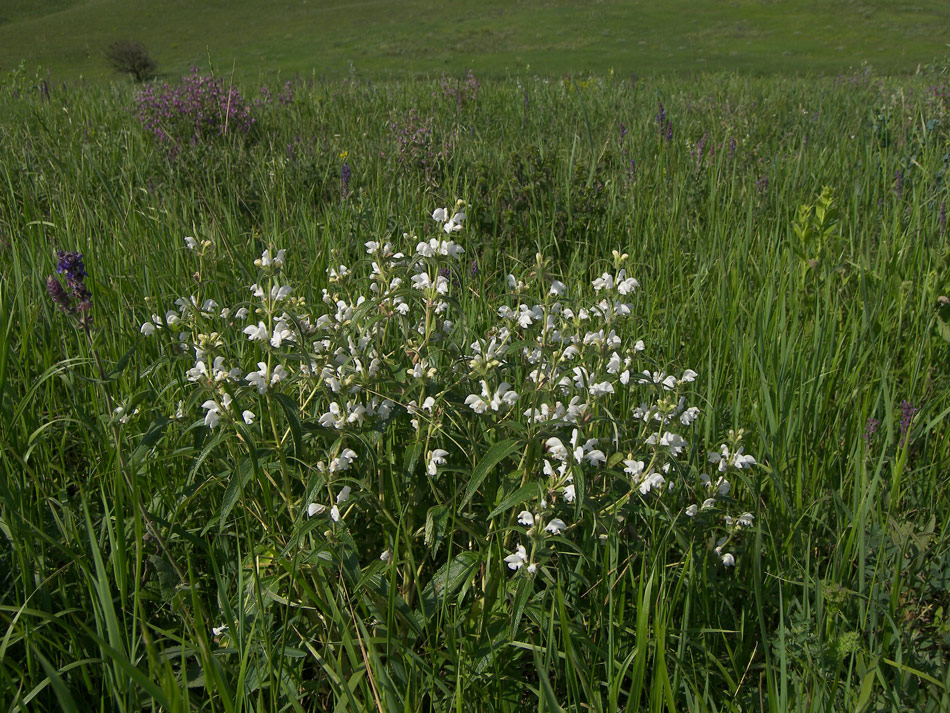 Image of Phlomis pungens specimen.