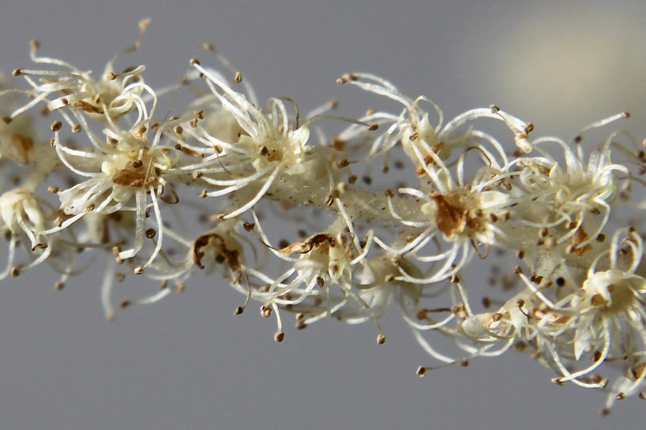 Image of Aruncus dioicus specimen.